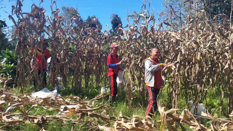Rutan Kelas IIB Sidikalang Panen Raya Jagung
