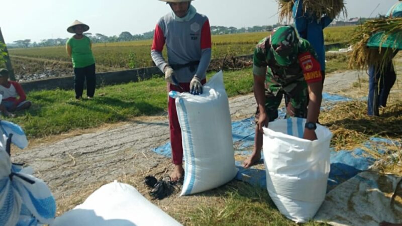 Babinsa Bertekad Wujudkan Swasembada Pangan, Bantu Panen Padi di Desa