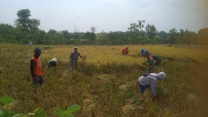 Solikin Membaur, Ikut Panen Padi Bersama Petani