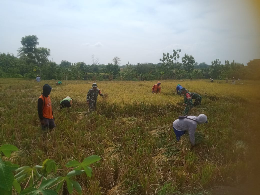 Solikin Membaur, Ikut Panen Padi Bersama Petani