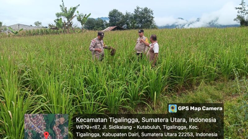 Kapolsek Tigalingga Cek Lahan Ketapang di Desa Palding
