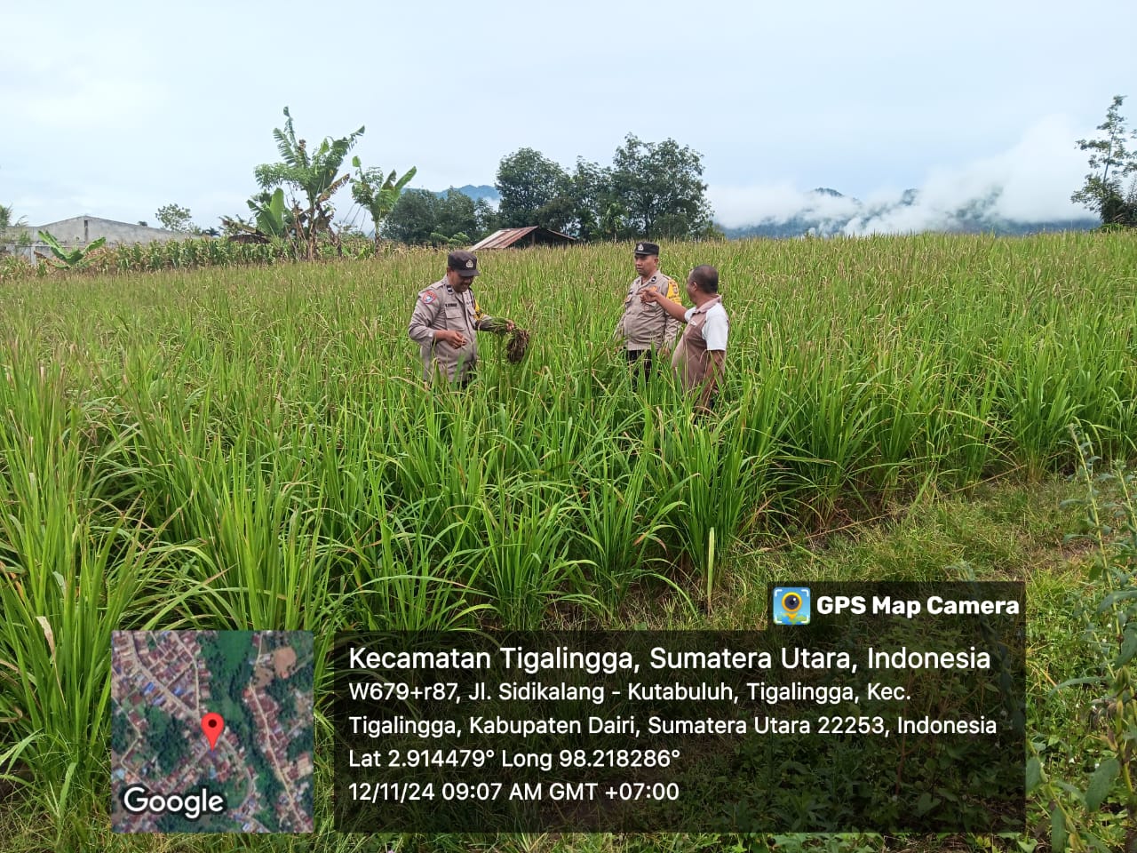 Kapolsek Tigalingga Cek Lahan Ketapang di Desa Palding