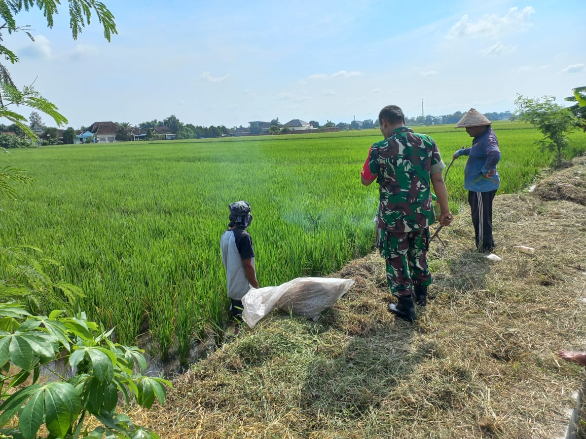 Babinsa Sawit Bersama Petani Galakkan Gropyokan Hama Tikus