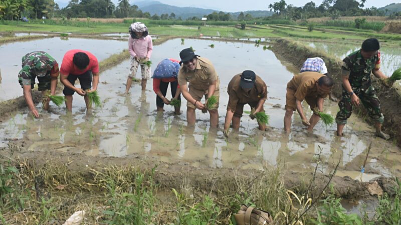 Dorong Swasembada Pangan, Pemkab Dairi Aktifkan Kembali Areal Persawahan di Desa Juma Teguh