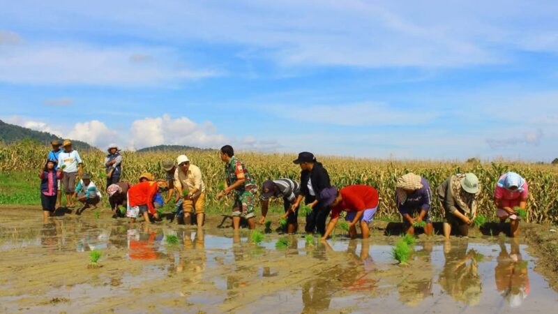 Optimalisasi Sawah untuk Swasembada Pangan, Kadis Pertanian Dairi Tanam Padi Bersama Petani