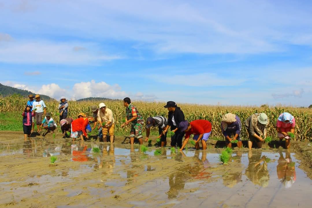 Optimalisasi Sawah untuk Swasembada Pangan, Kadis Pertanian Dairi Tanam Padi Bersama Petani